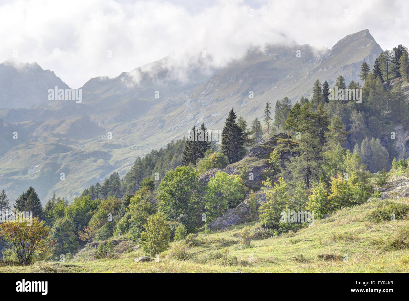 Un paysage de bleu ciel brumeux, de hautes montagnes, de sapins et de forêts de pins et de verts pâturages à Val d'Otro, région du Piémont, Alpes, Italie Banque D'Images