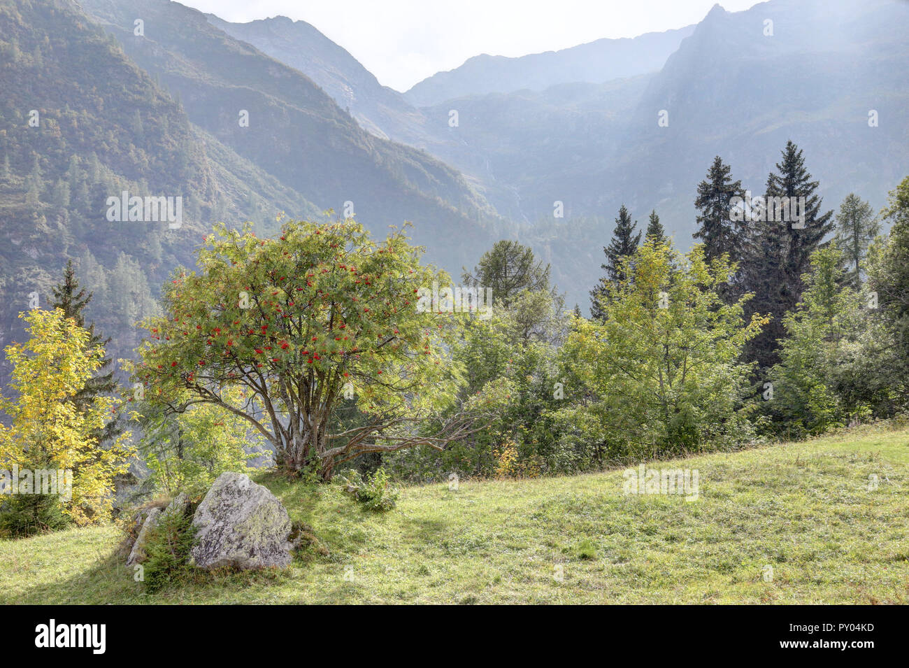 Un paysage de feuillage d'un arbre, de hautes montagnes, de sapins et de forêts de pins et de verts pâturages à Val d'Otro, région du Piémont, Alpes, Italie Banque D'Images