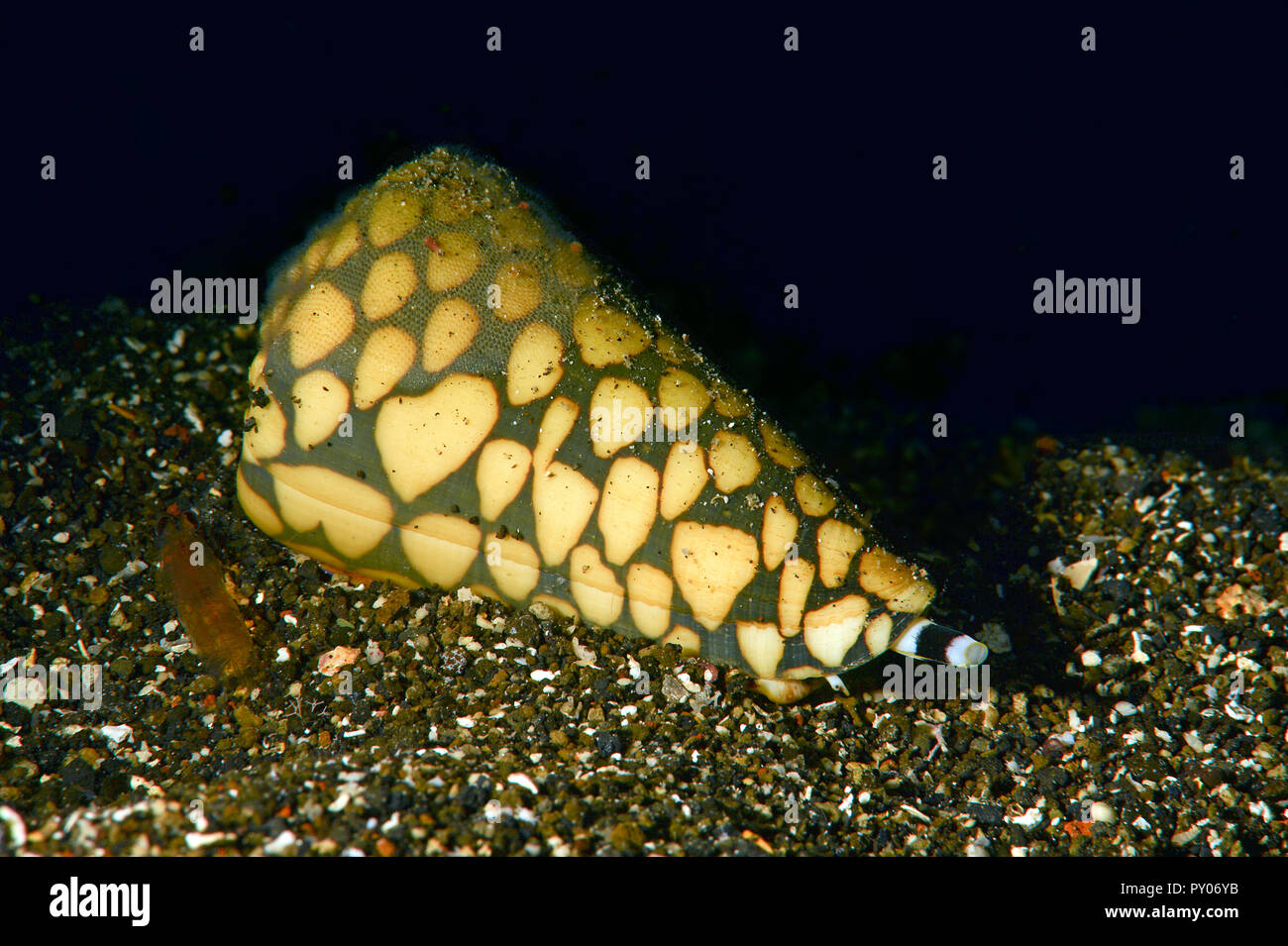 Cône Conus marmoreus (marbré), extrêmement toxique, mortel, Grande Barrière de Corail, Australie Banque D'Images