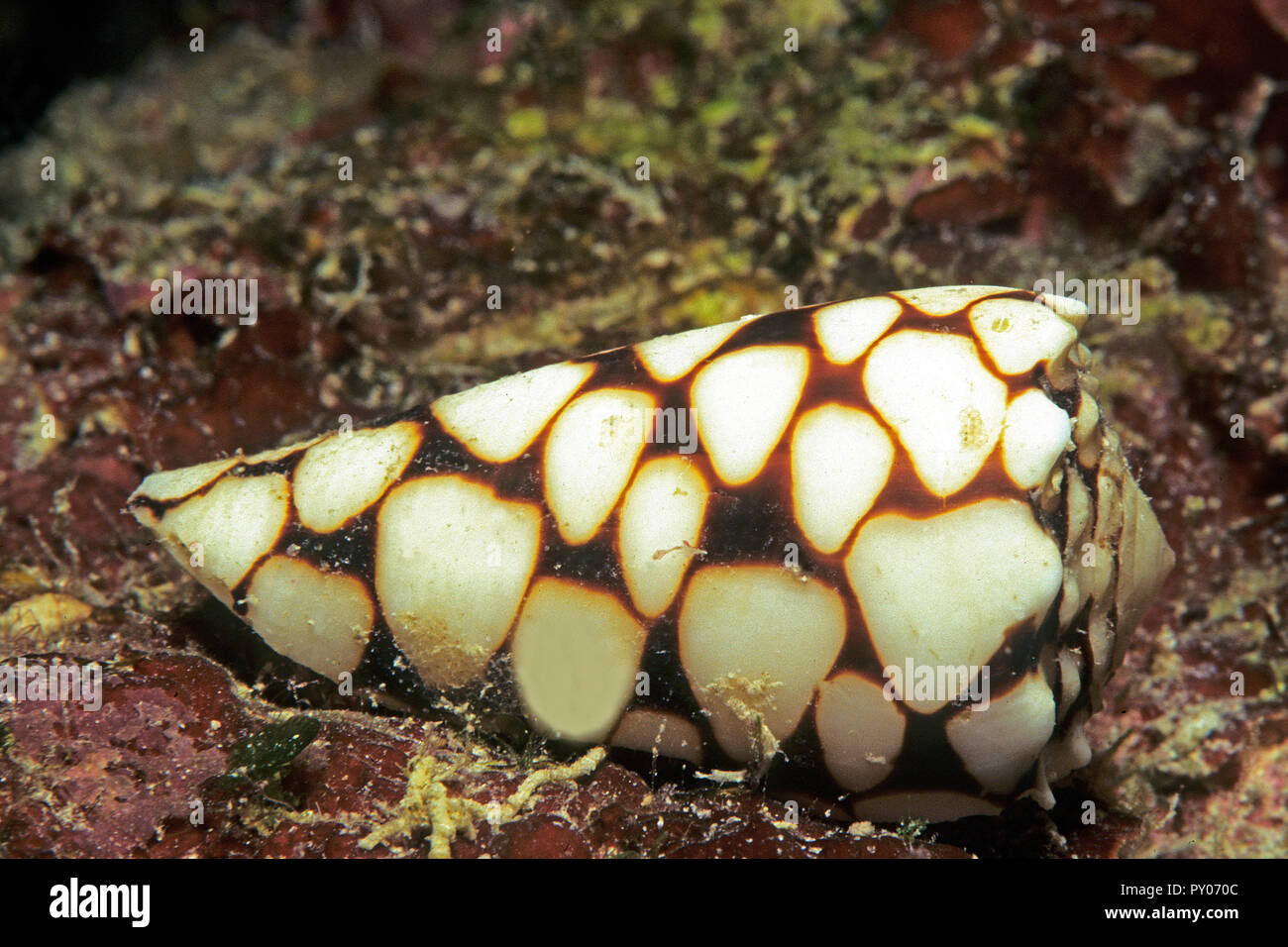 Cône Conus marmoreus (marbré), extrêmement toxique, mortel, Grande Barrière de Corail, Australie Banque D'Images