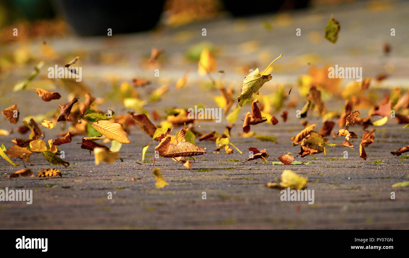 Les feuilles d'automne dans le vent, UK Banque D'Images