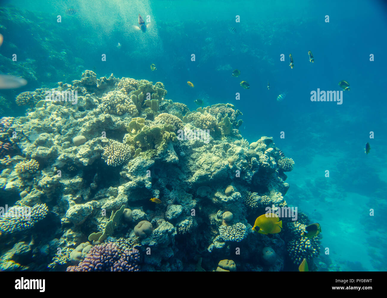 Les récifs coralliens de la mer rouge Banque D'Images