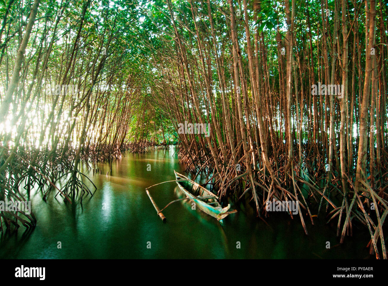 Entre les arbres de la mangrove en canoë aux Philippines, de jour à New Washington, Aklan, Philippines Banque D'Images