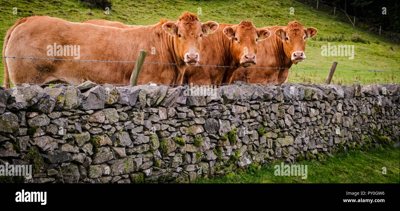 Trois boeufs ou taureaux (je n'ai pas arrêté de vérifier de trop près) à basse Flan ferme près de Ulverston dans Cumbria en admirant la vue et garder un œil sur chacun Banque D'Images