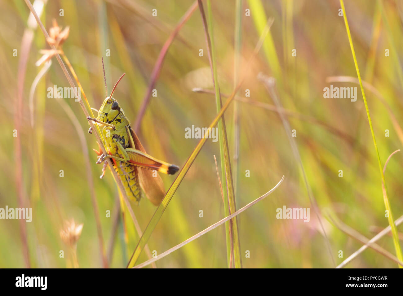 Grand Marais sauterelle (Stethophyma grossum). Dorset, UK. Banque D'Images