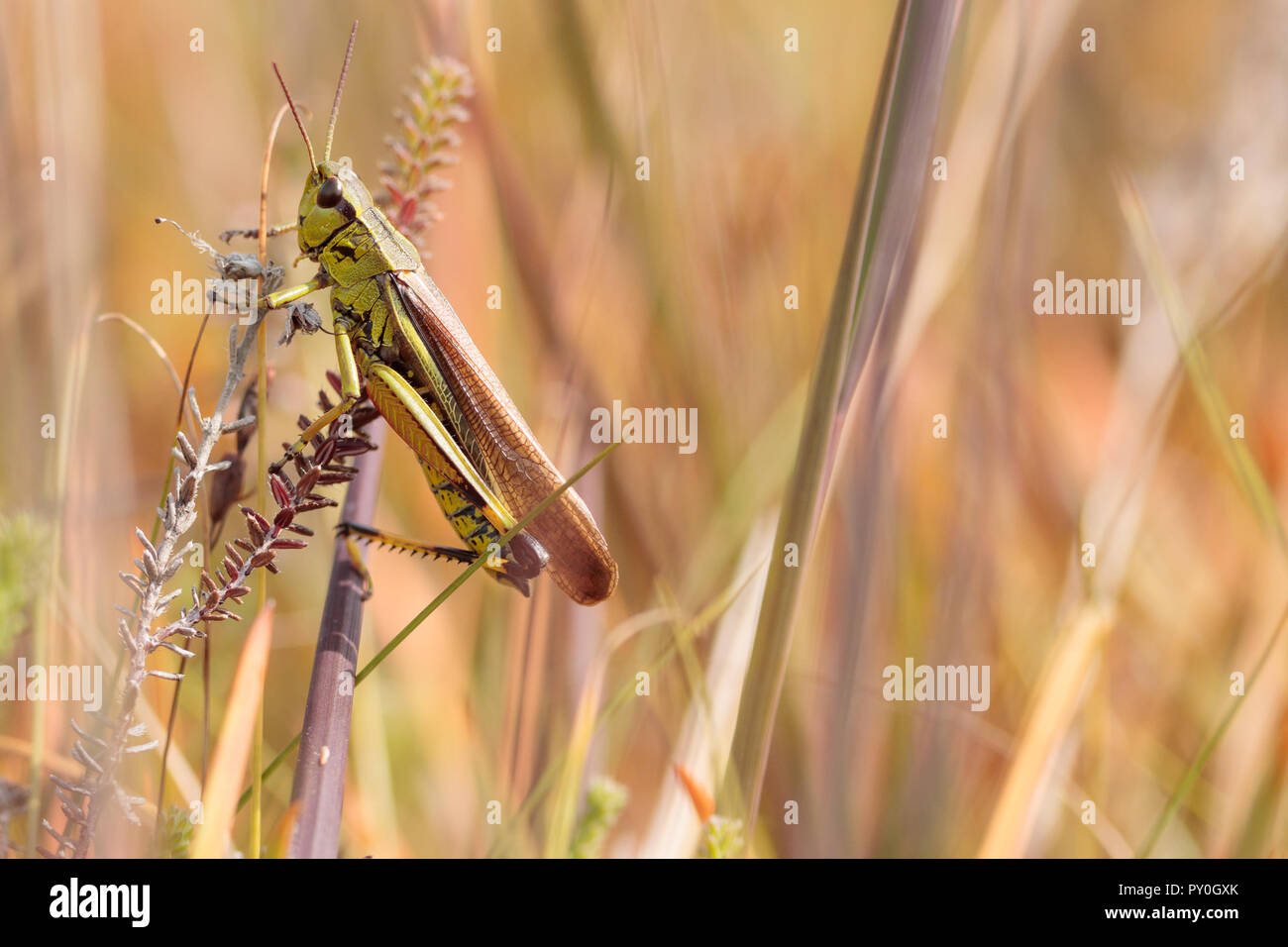 Grand Marais sauterelle (Stethophyma grossum). Dorset, UK. Banque D'Images
