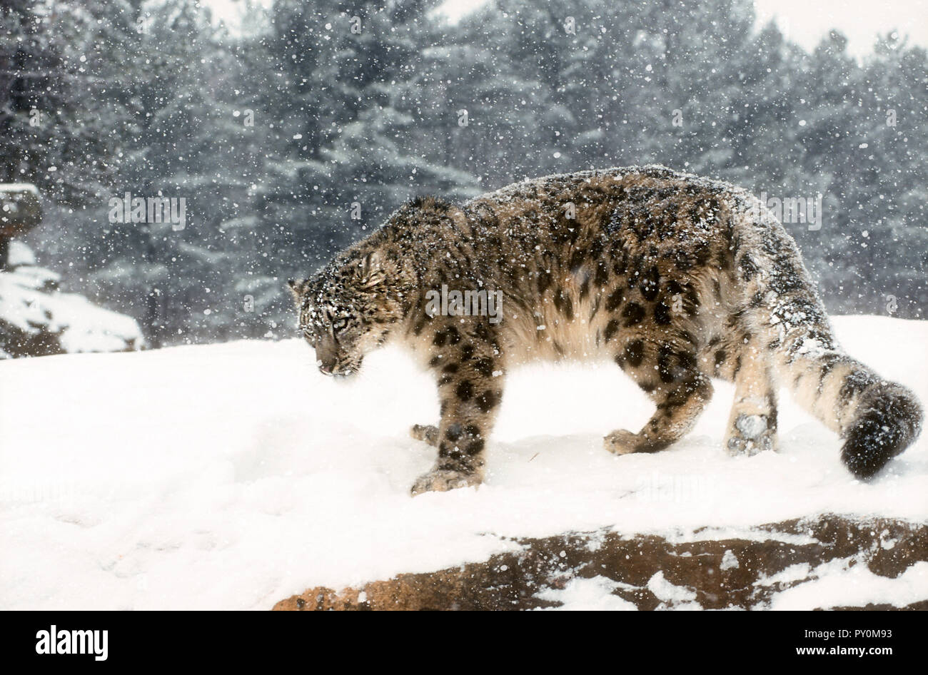Snow Leopard ; Big Cat ; Predator ; hiver ; en captivité. Banque D'Images