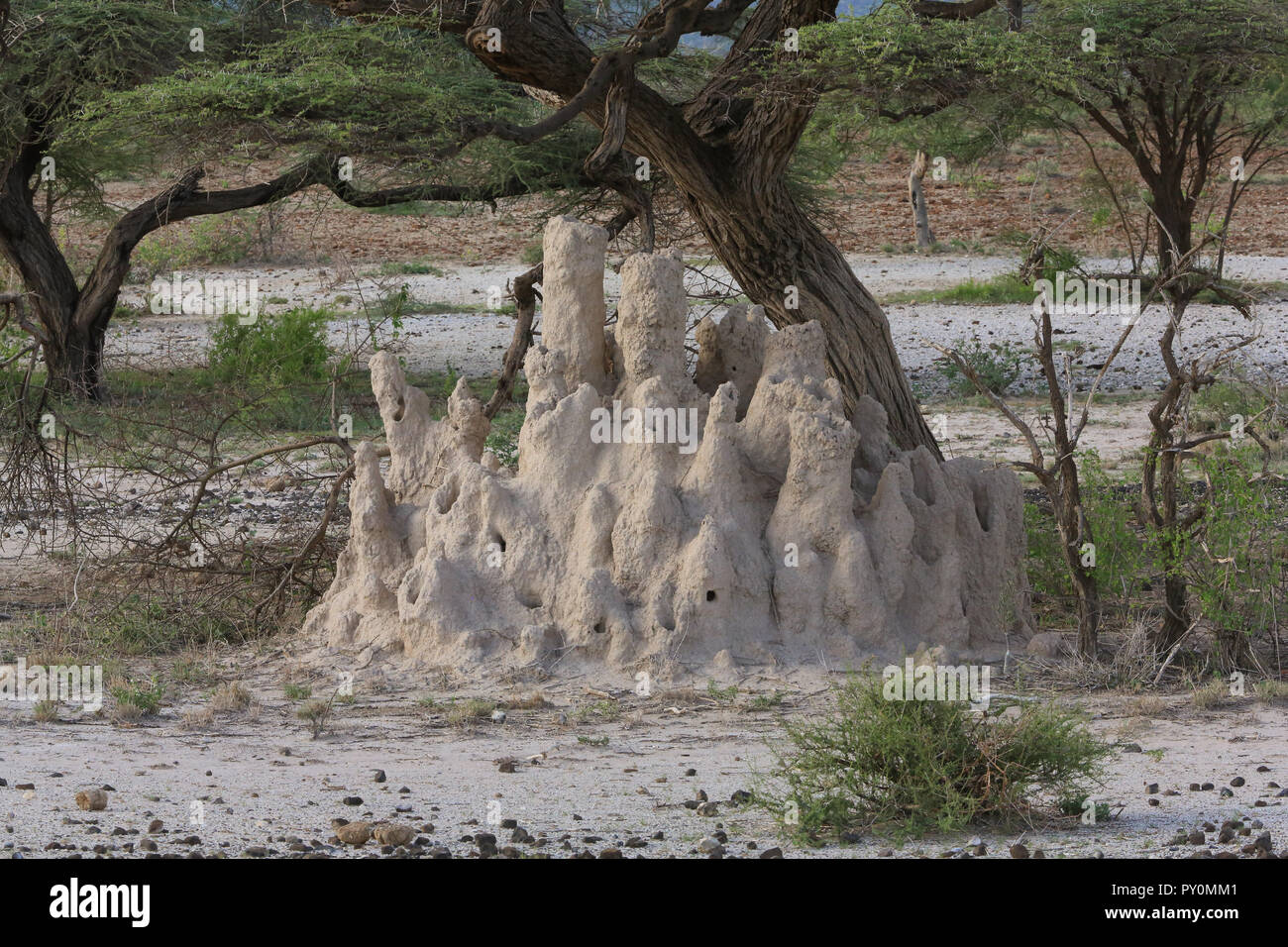 Une termitière à la base de l'arbre sur la réserve nationale de Shaba au Kenya. Banque D'Images