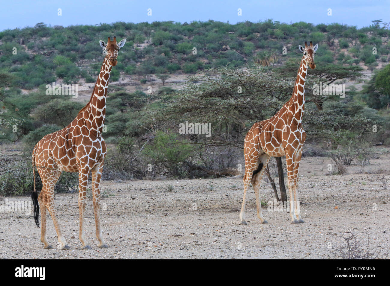 Deux girafes réticulée debout dans la réserve nationale de Shaba à ouvert au Kenya. Banque D'Images