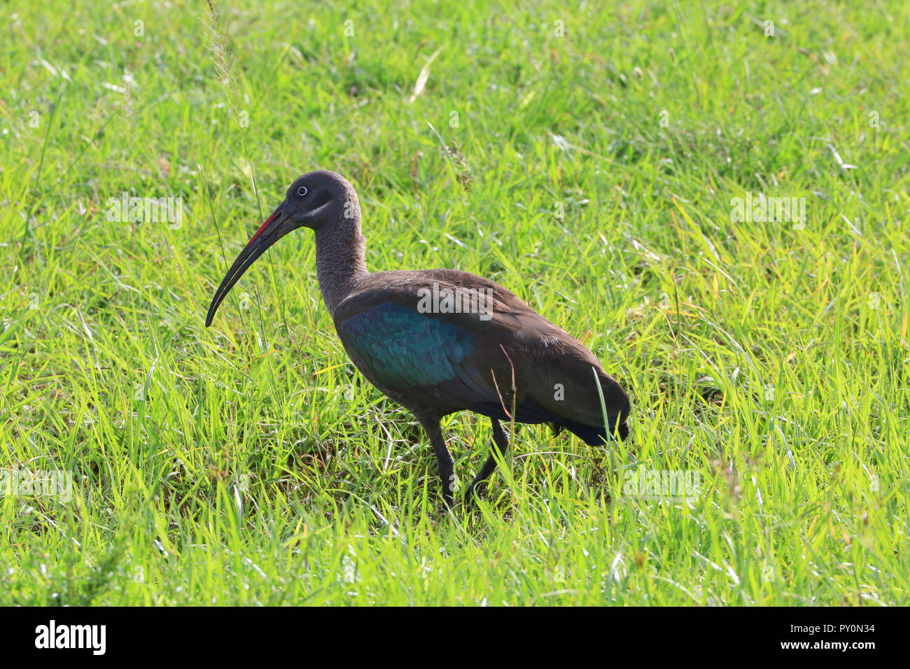 (Hadeda Ibis hagedash) est debout dans l'herbe au parc Masai Mara, Kenya, comté de Narok. Banque D'Images