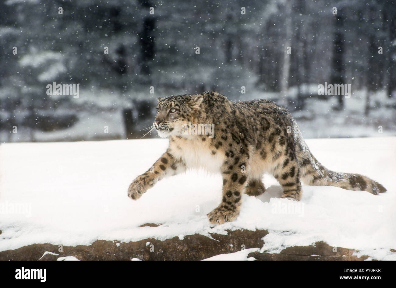 Snow Leopard ; Big Cat ; Predator ; hiver ; en captivité. Banque D'Images