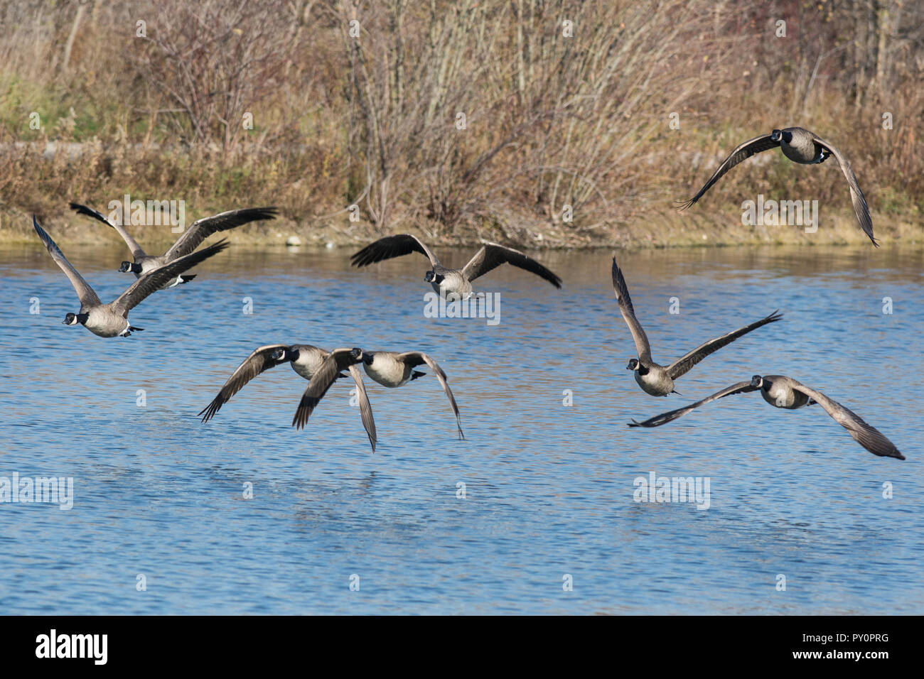 Volée d'Outardes volant au-dessus d'un étang Banque D'Images