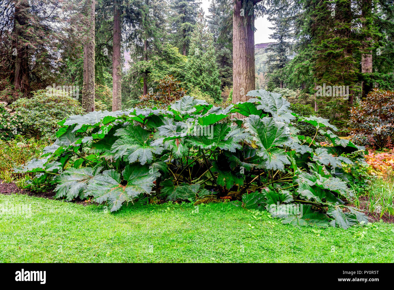 Grandes feuilles de Gunnera manicata à Benmore Botanic Garden, Le Loch Lomond et le Parc National des Trossachs, Ecosse Banque D'Images