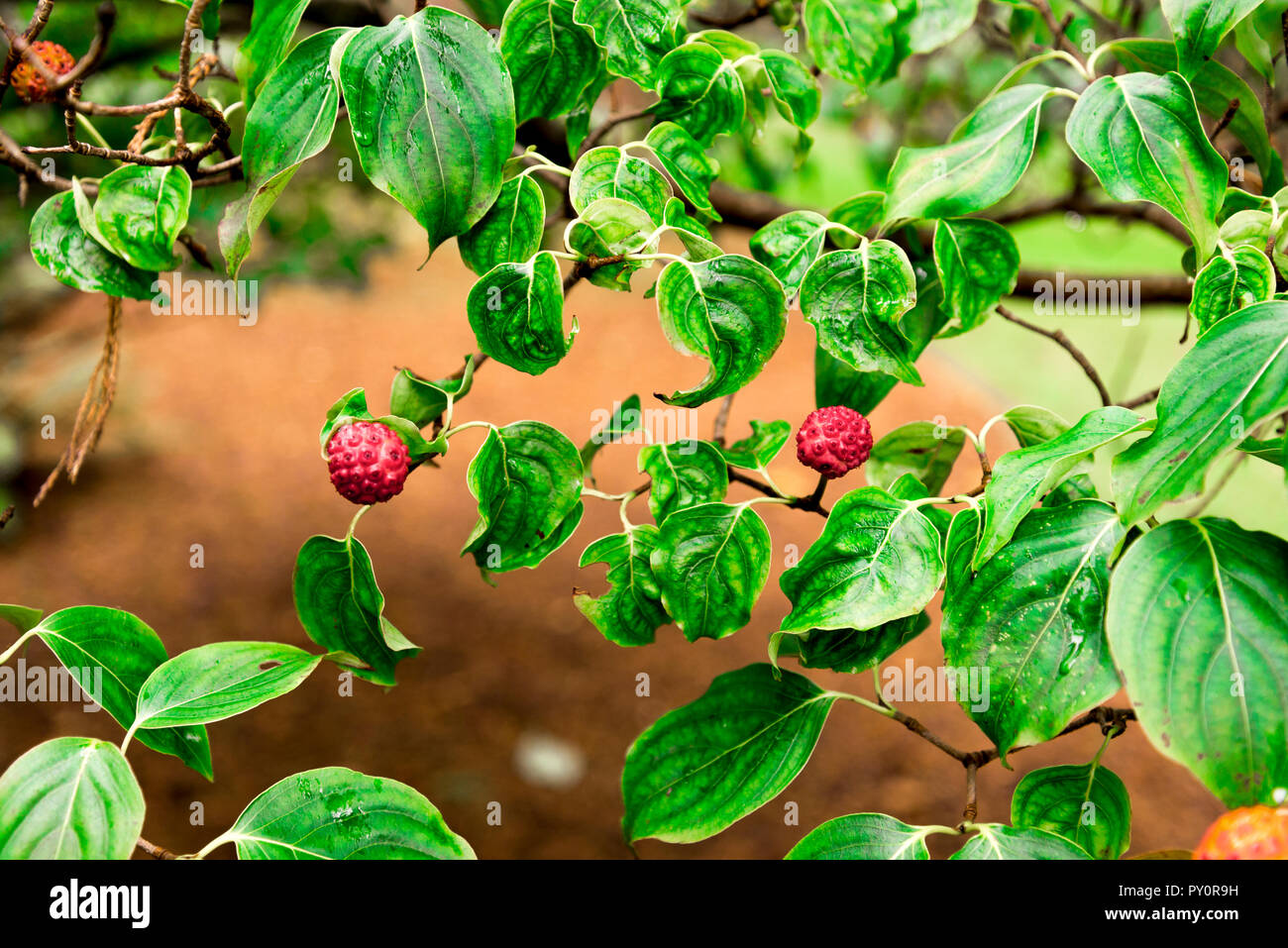 De belles petites fleurs rouges se ressemblent berry sur une branche de Cornus kousa chinensis à Benmore Botanic Garden, Le Loch Lomond et les Trossachs Pa National Banque D'Images