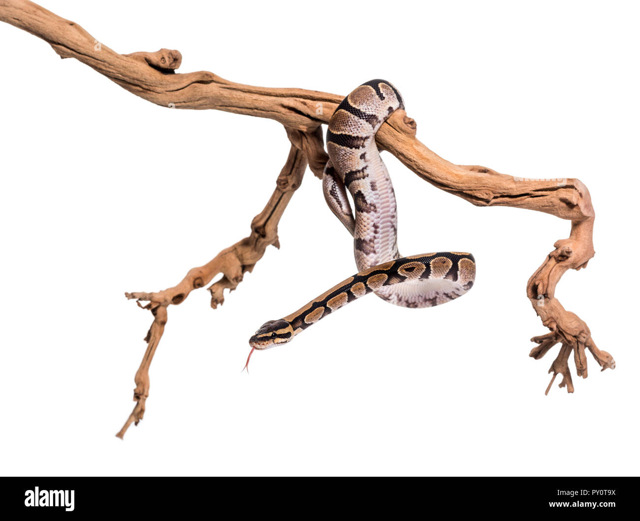 Python regius, against white background Banque D'Images