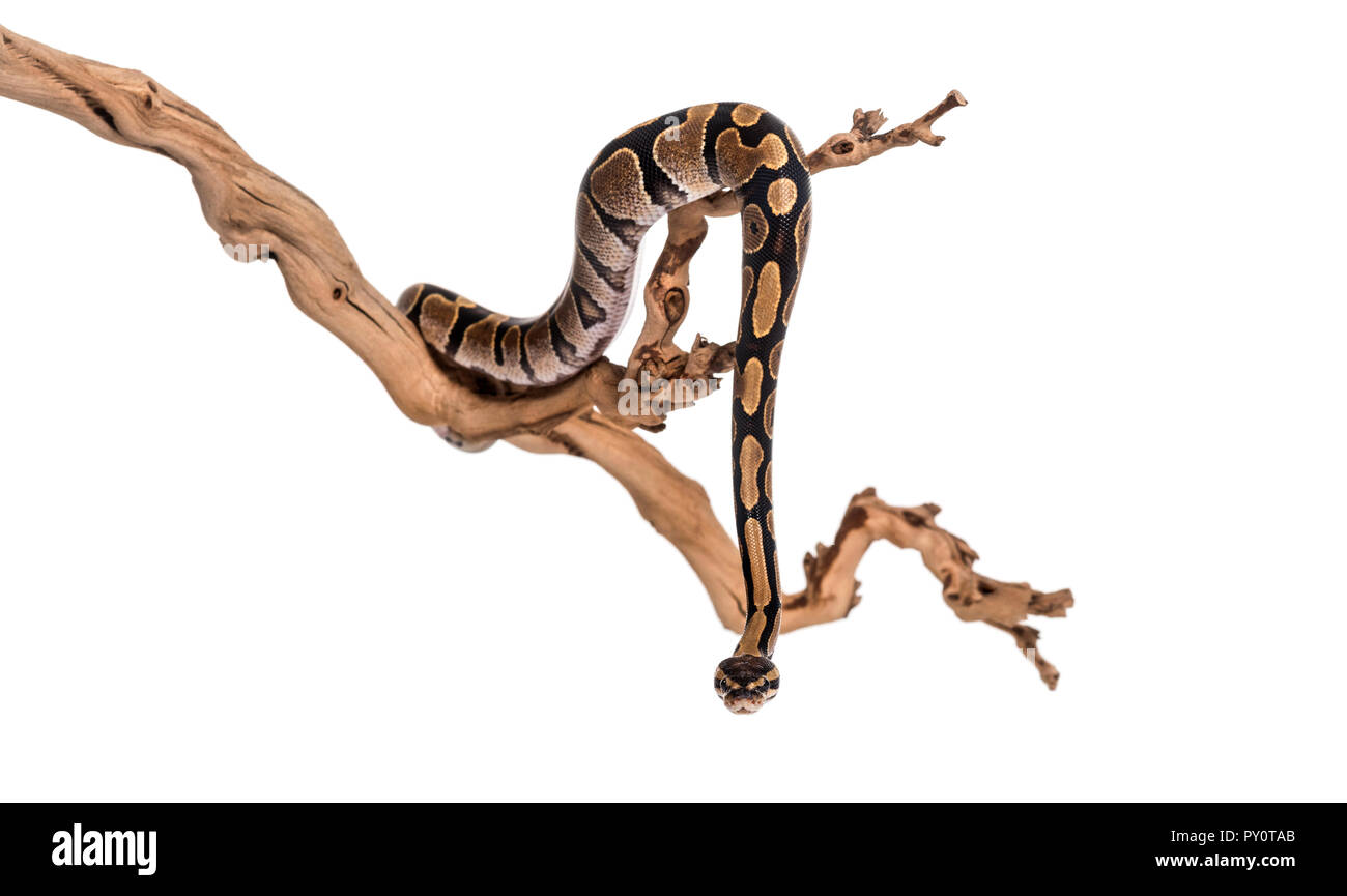 Python regius, against white background Banque D'Images