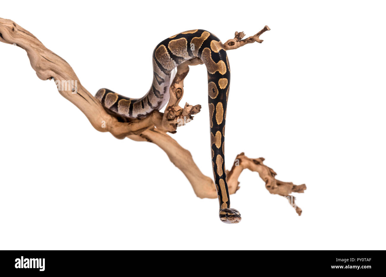 Python regius, against white background Banque D'Images