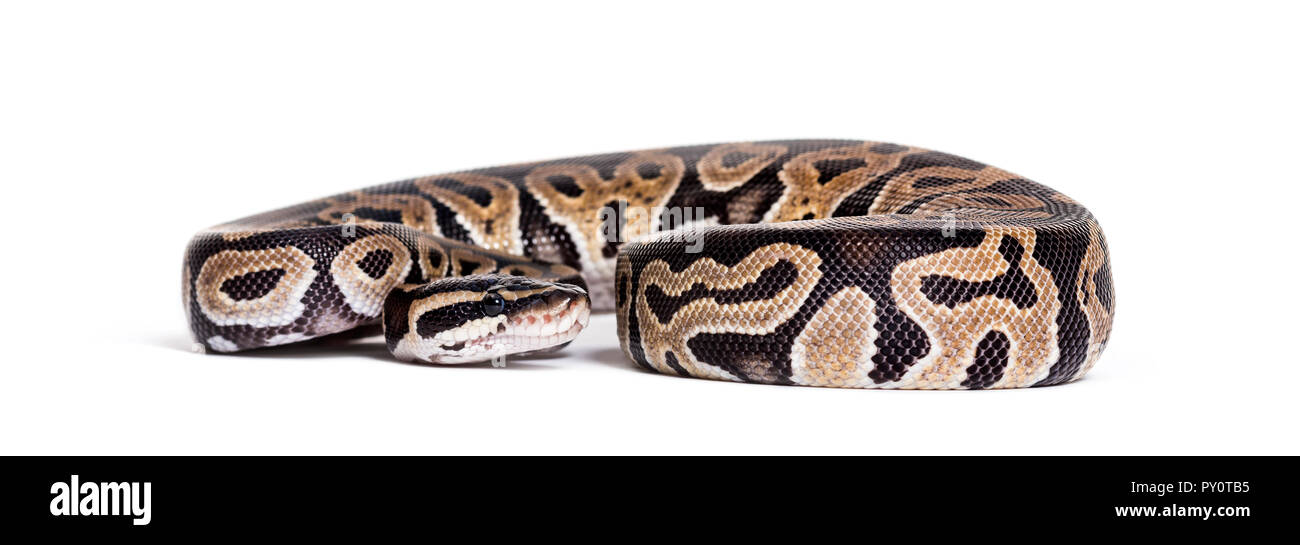 Python regius, against white background Banque D'Images