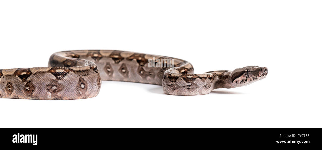 Boa commun, Boa constrictor, against white background Banque D'Images