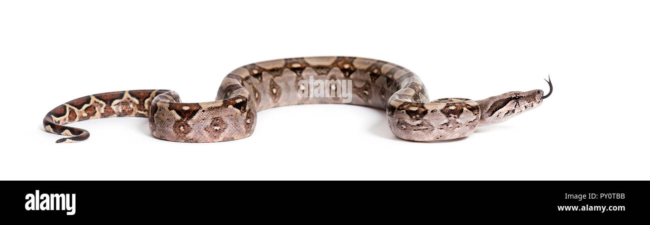 Boa commun, Boa constrictor, against white background Banque D'Images