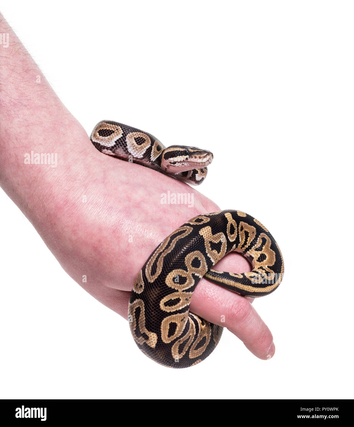 Python regius, against white background Banque D'Images