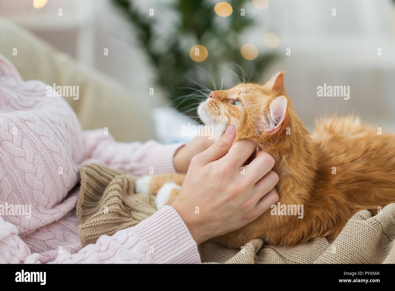 Девушка гладит кота