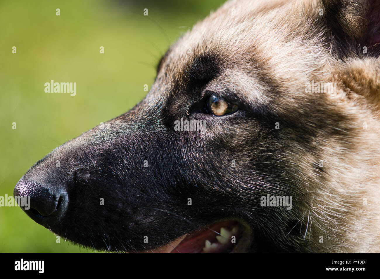 Oeil jaune et le nez humide de Shepherd Banque D'Images