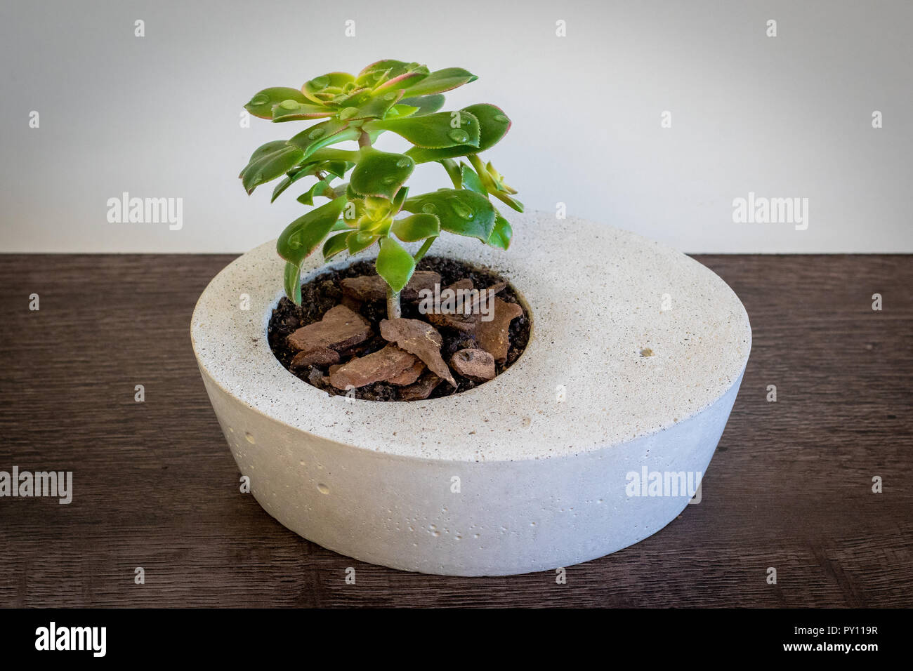 Plante succulente dans un vase en béton Banque D'Images