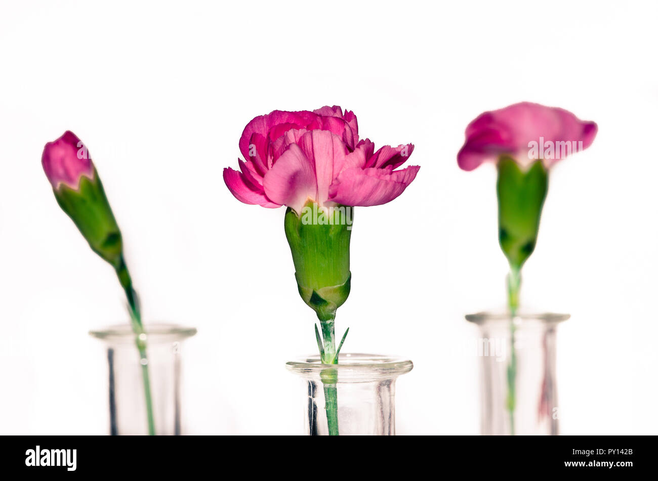 Détail de fleurs roses sur fond blanc Banque D'Images