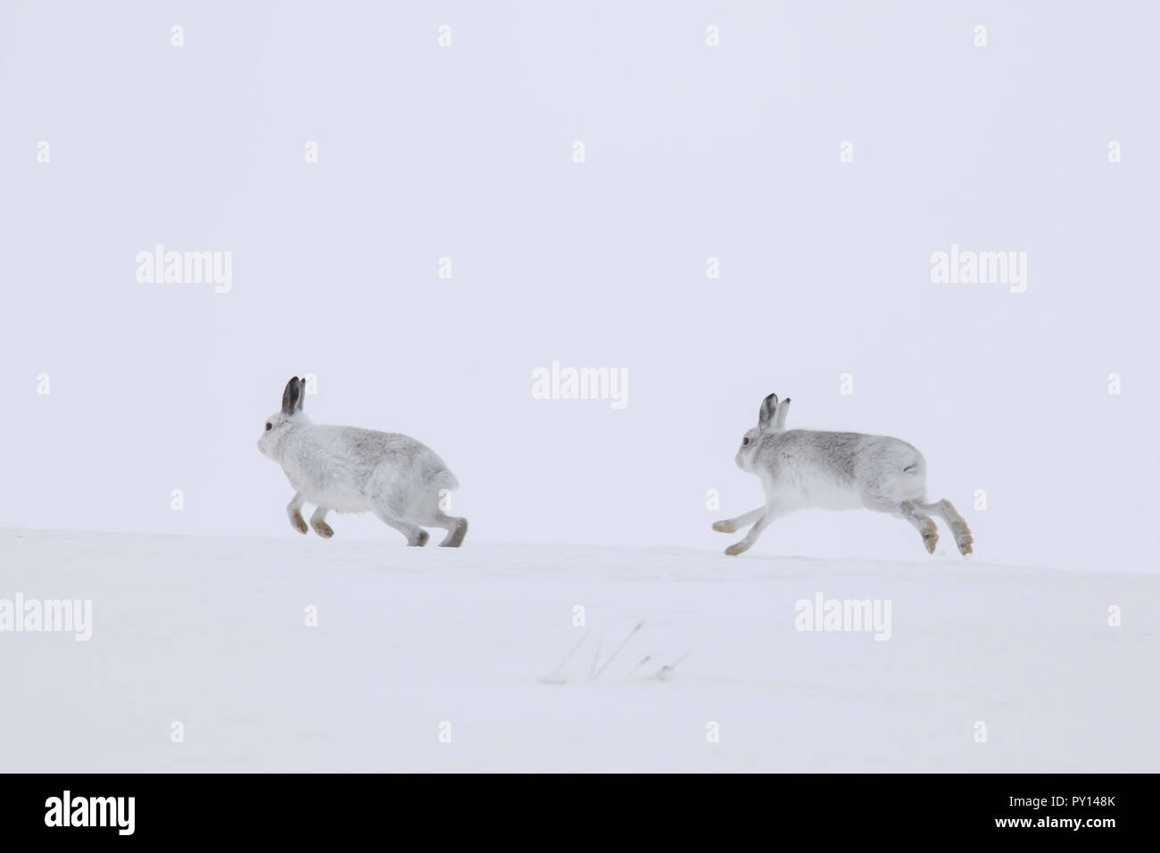 Lièvre lièvres / Alpine / neige lièvre (Lepus timidus) mâle en pelage d'hiver blanc femelle chasse dans la neige Banque D'Images