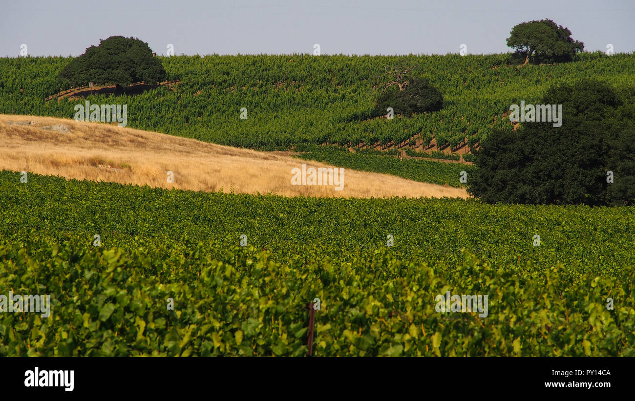 NAPA VALLEY, Californie U.S.A.-Juillet 04, 2013 - Napa Valley est la Toscane de la Californie avec beaucoup de beauté de vignobles. Sur la Vallée de Napa, 20 Juillet 03 Banque D'Images