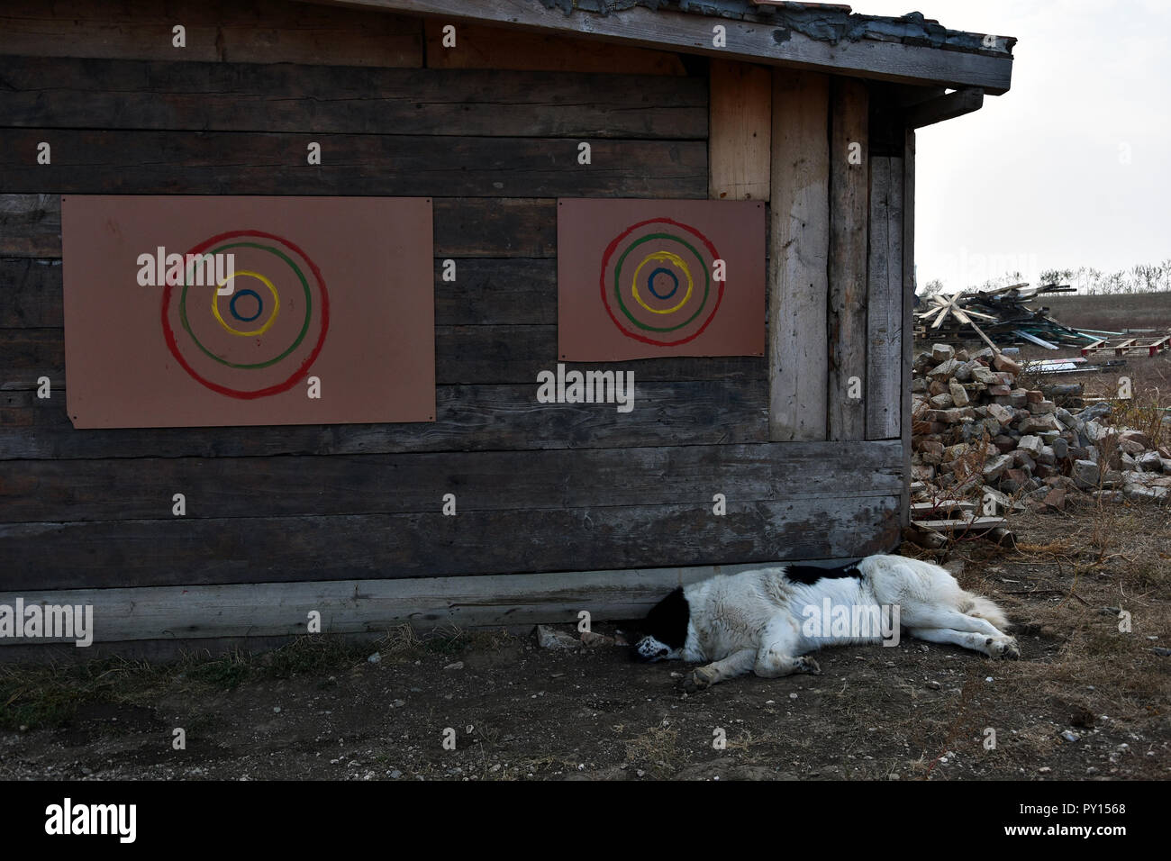Paysage rural et paisible avec chien paresseux en Dobroudja, Roumanie Banque D'Images