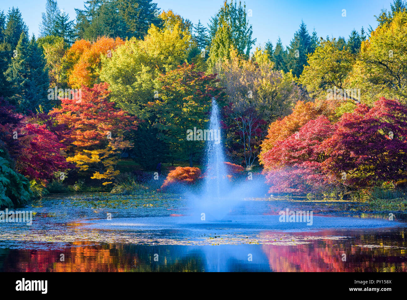 La couleur de l'automne, le Jardin botanique VanDusen, Vancouver, British Columbia, Canada Banque D'Images