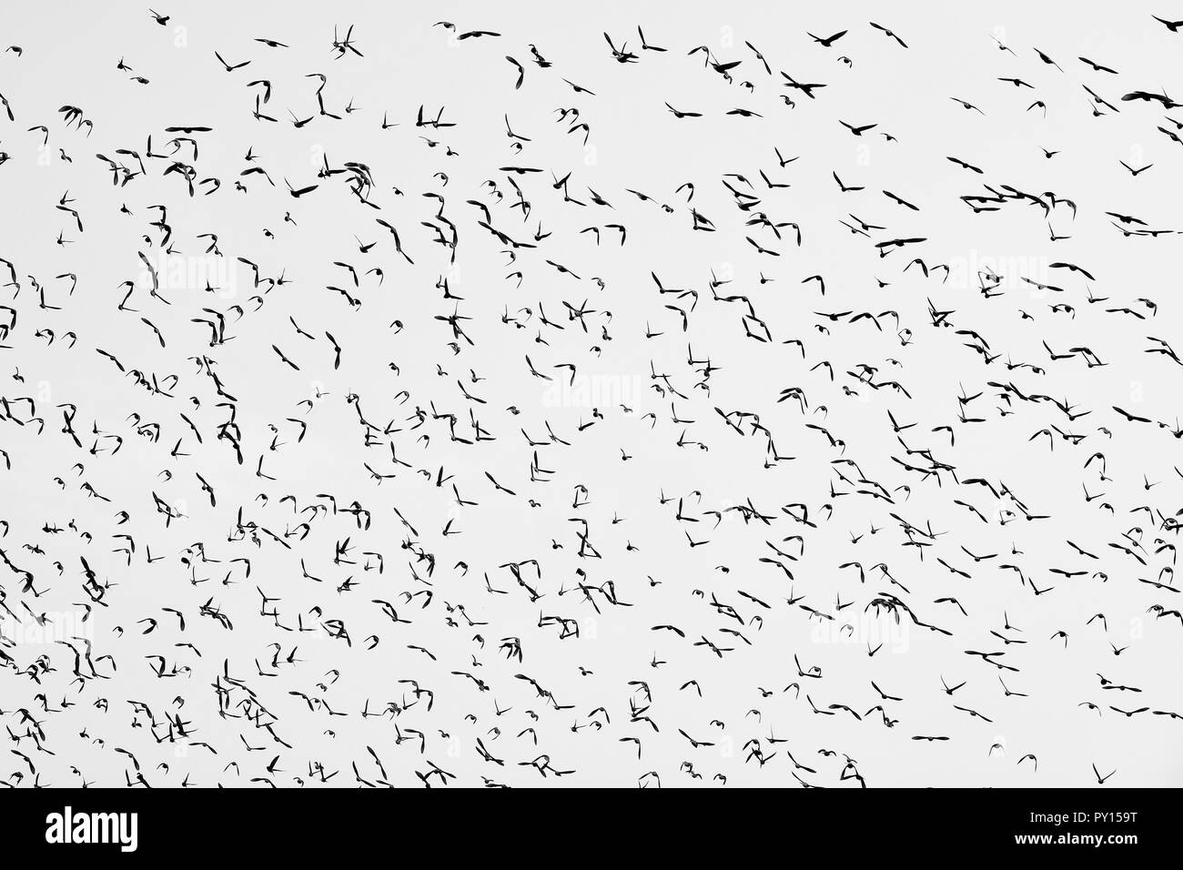 Silhouettes d'oiseaux sur un ciel clair Banque D'Images Silhouettes d'oiseaux sur un ciel clair Banque D'Images