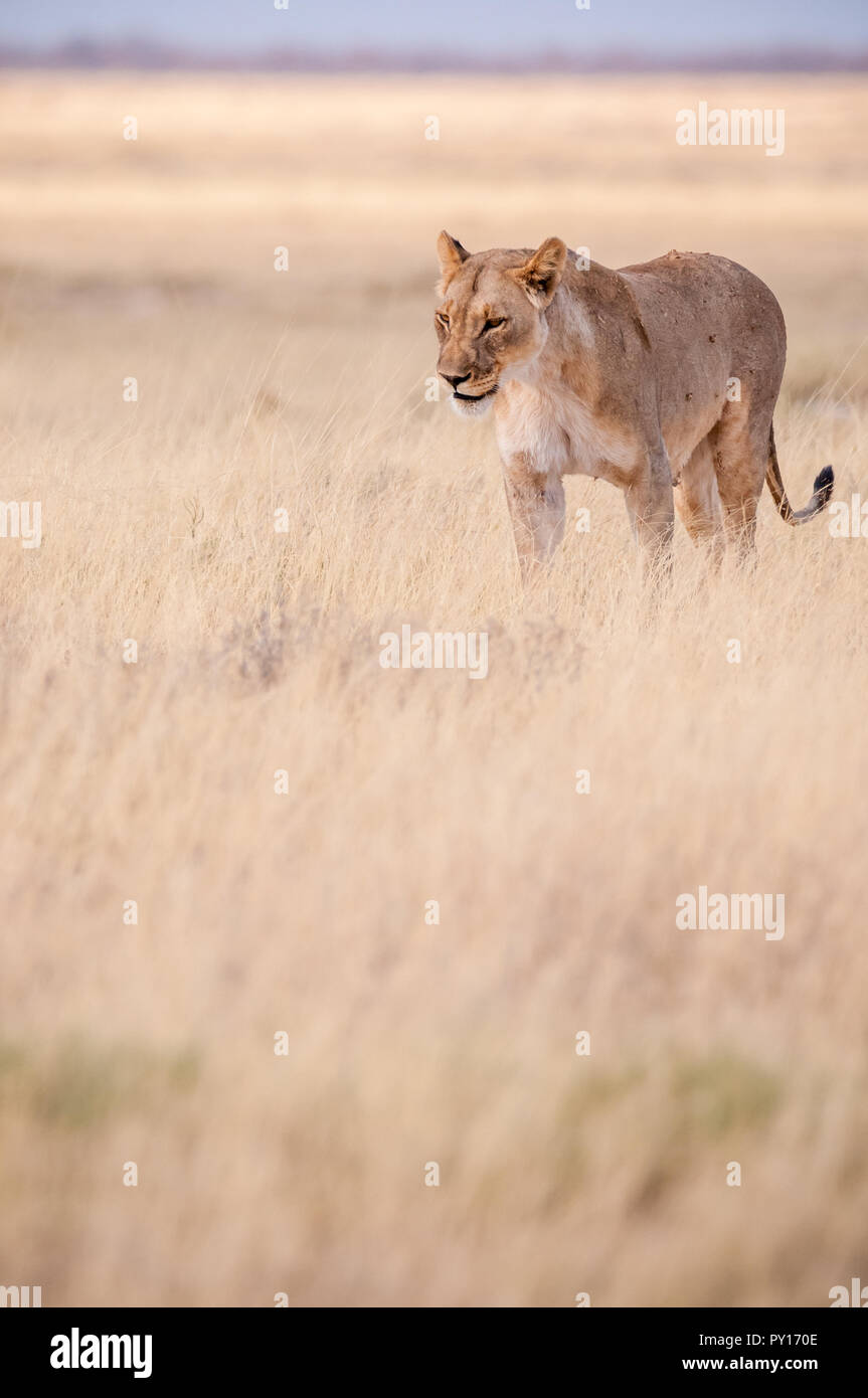 Lion, Panthera leo, Etosha National Park, Namibie Banque D'Images