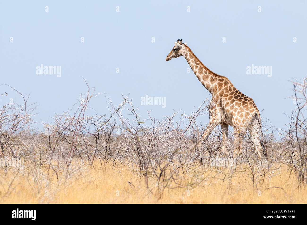 Trois cornes, girafe Giraffa camelopardalis, dans la savane de forestiers, Etosha National Park, Namibie Banque D'Images