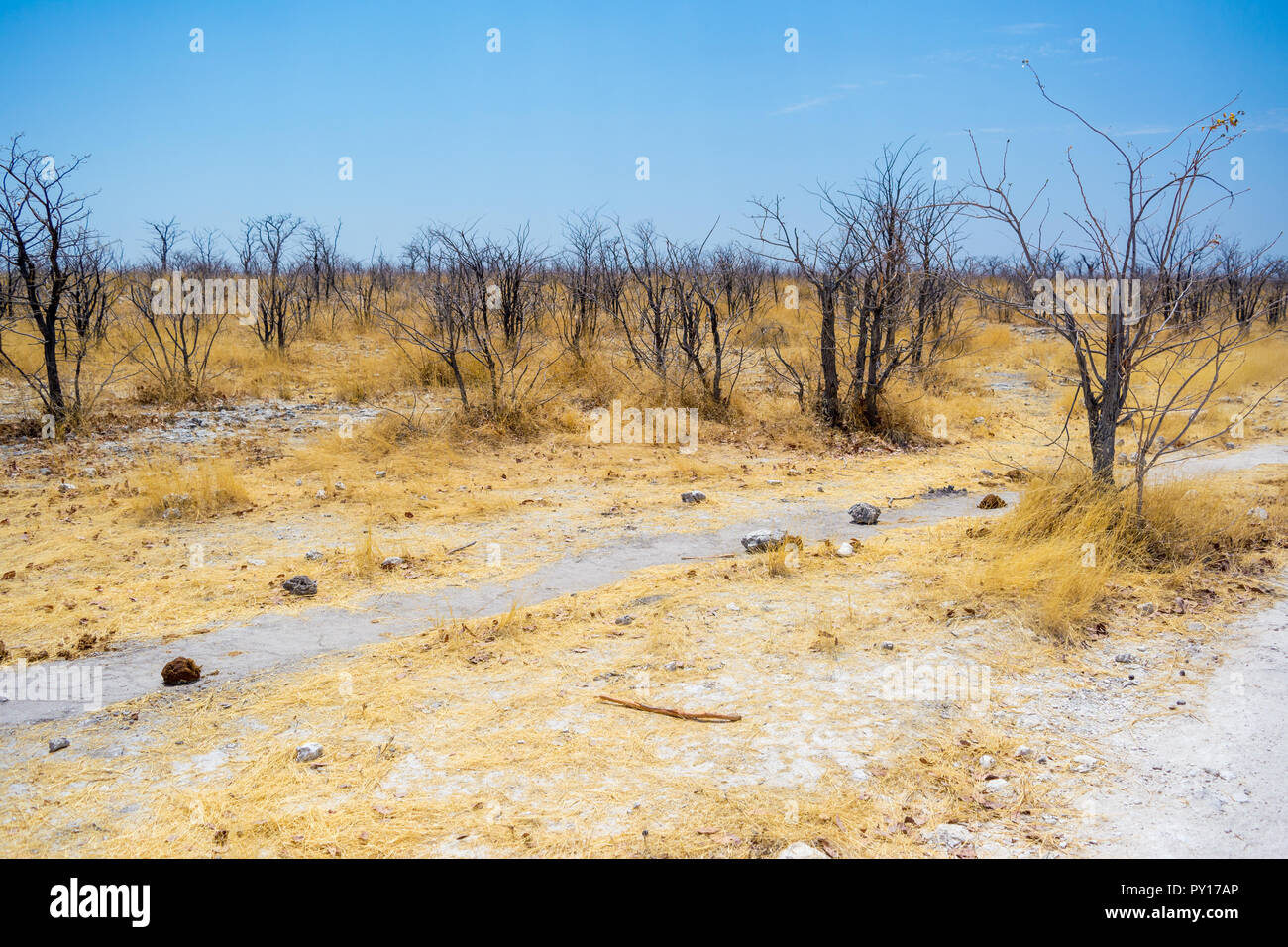 Chemin fait par des éléphants, des bois de savane, Etosha National Park, Namibie Banque D'Images