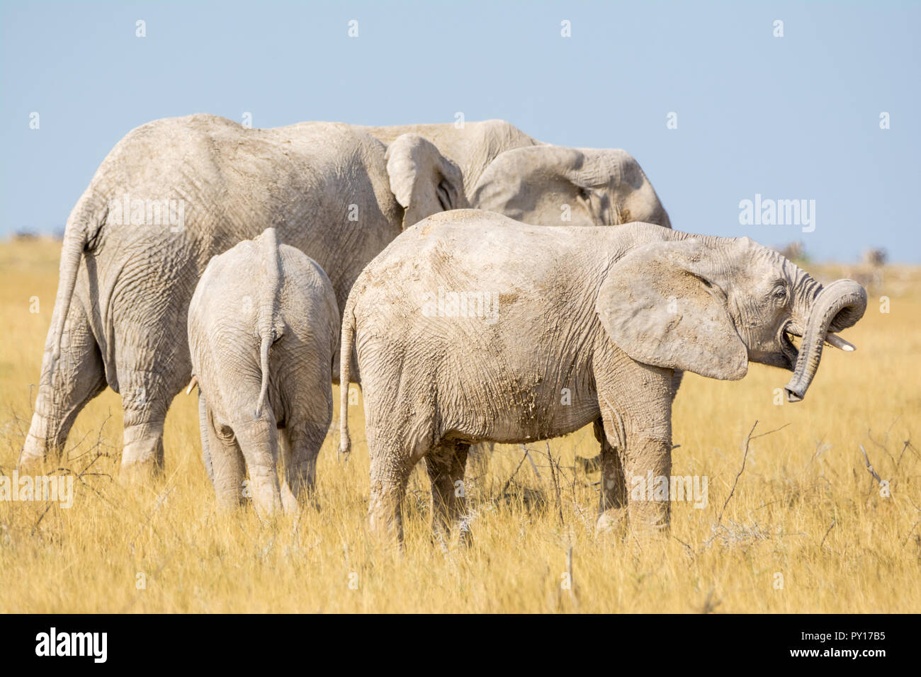 L'éléphant de savane, Loxodonta africana, Etosha National Park, Namibie Banque D'Images
