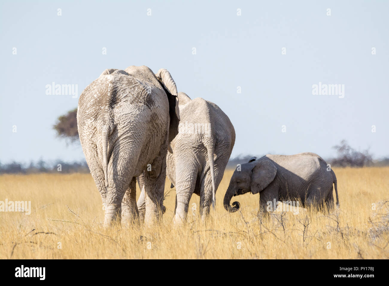 L'éléphant de savane, Loxodonta africana, Etosha National Park, Namibie Banque D'Images