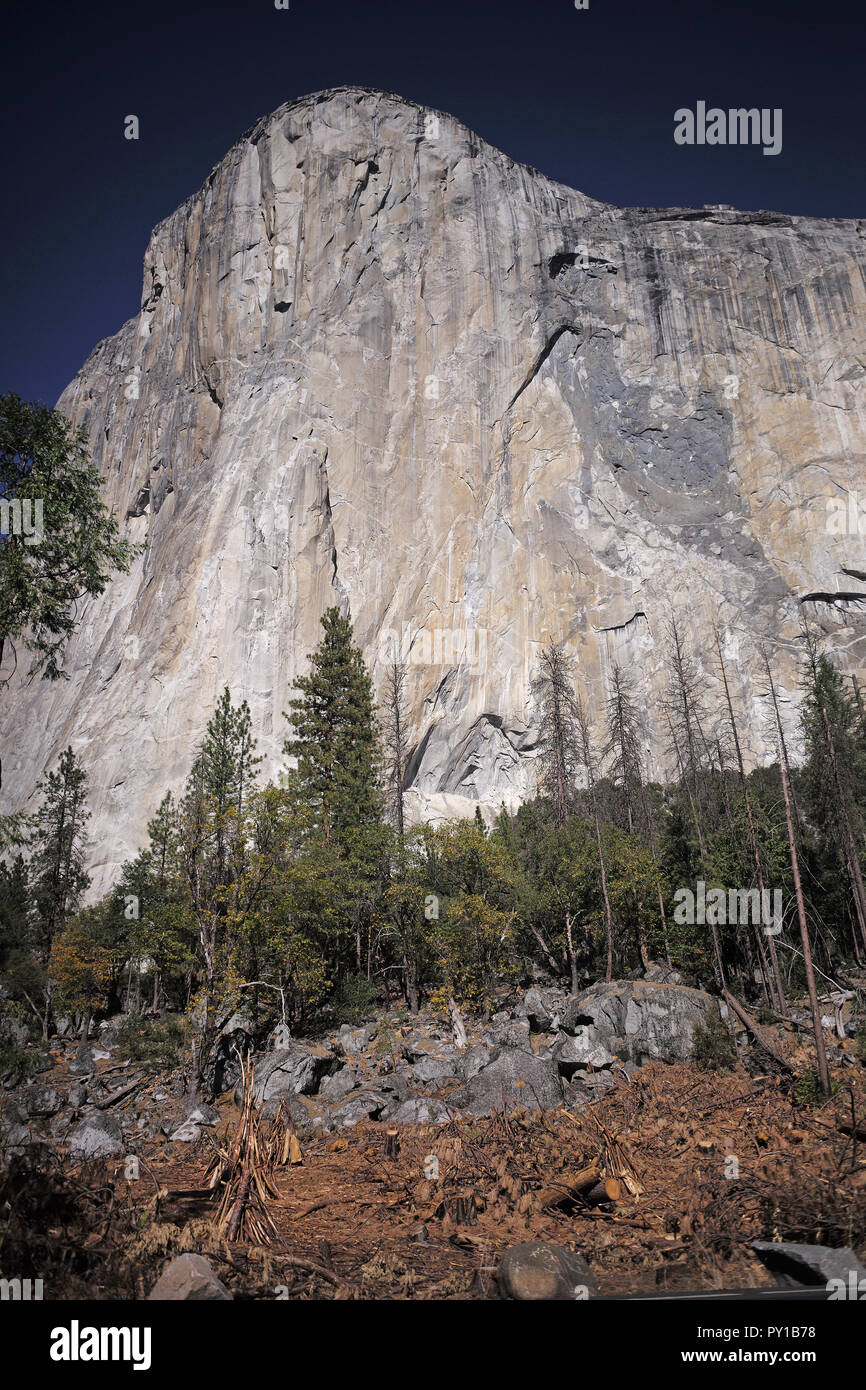 Le bois mort près de Yosemite, El Capitan attend d'être brûlé dans un incendie prescrit. Banque D'Images