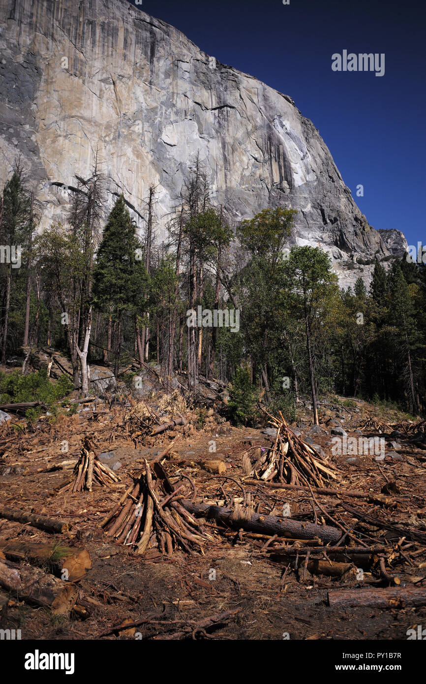 Le bois mort près de Yosemite, El Capitan attend d'être brûlé dans un incendie prescrit. Banque D'Images