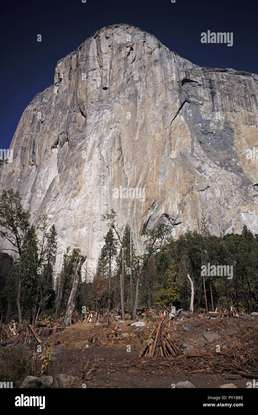 Le bois mort près de Yosemite, El Capitan attend d'être brûlé dans un incendie prescrit. Banque D'Images
