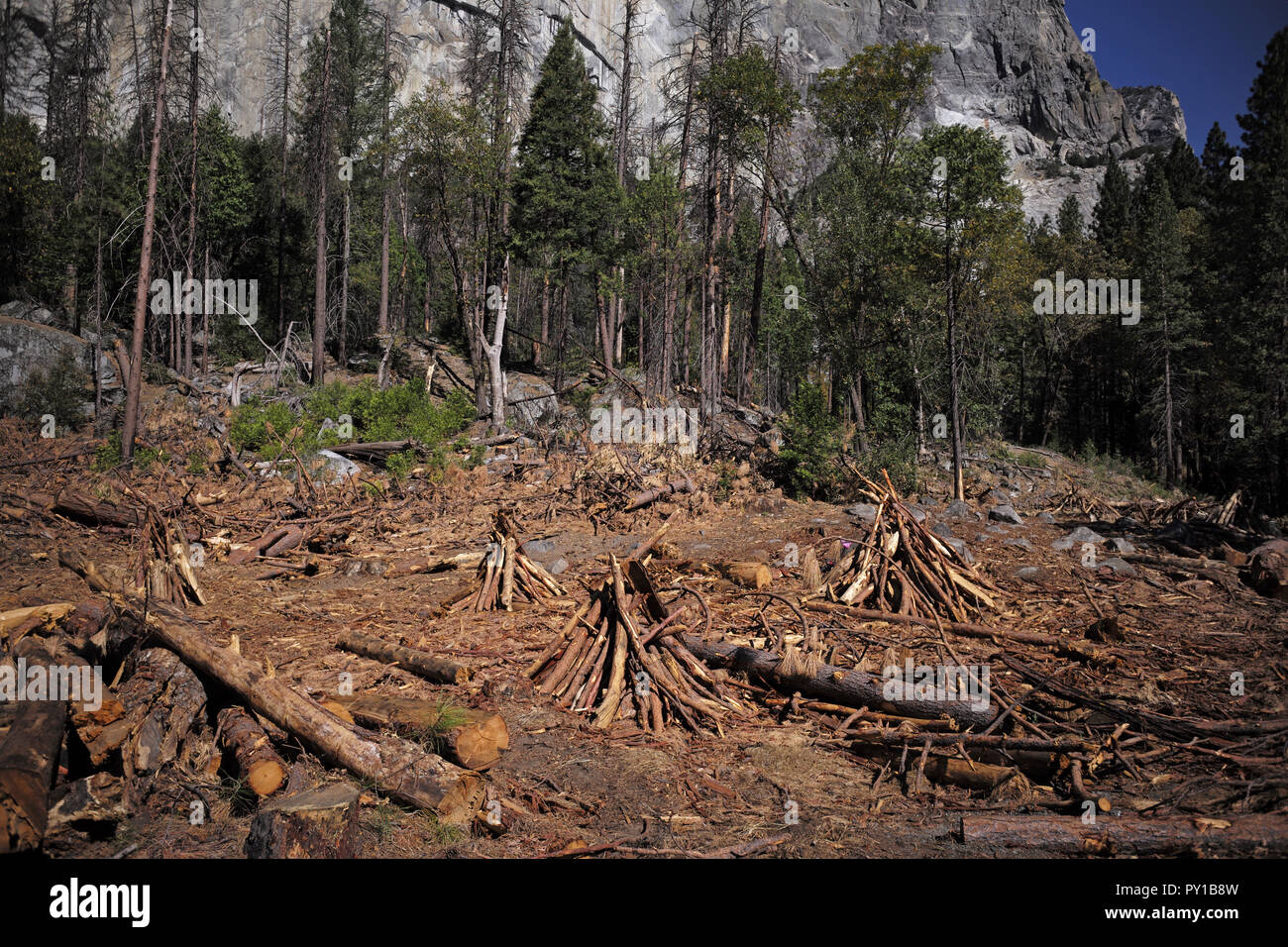 Le bois mort près de Yosemite, El Capitan attend d'être brûlé dans un incendie prescrit. Banque D'Images