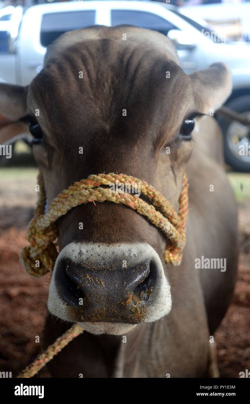 Une vache mère attachés en place en attente d'être vendus. Banque D'Images