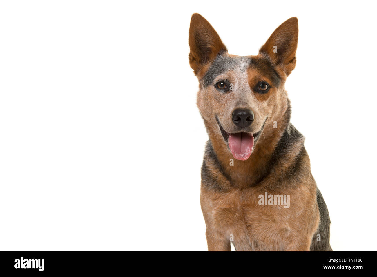 Portrait of a smiling australian cattle dog regardant droit dans la caméra isolé sur un fond blanc avec espace pour copier Banque D'Images