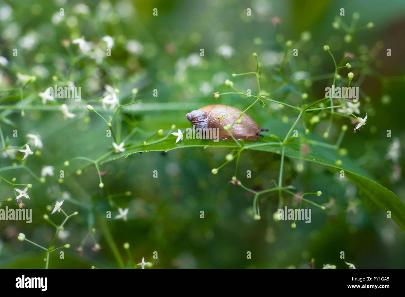 Escargot sur une feuille entourée de fleurs souffle du bébé Banque D'Images