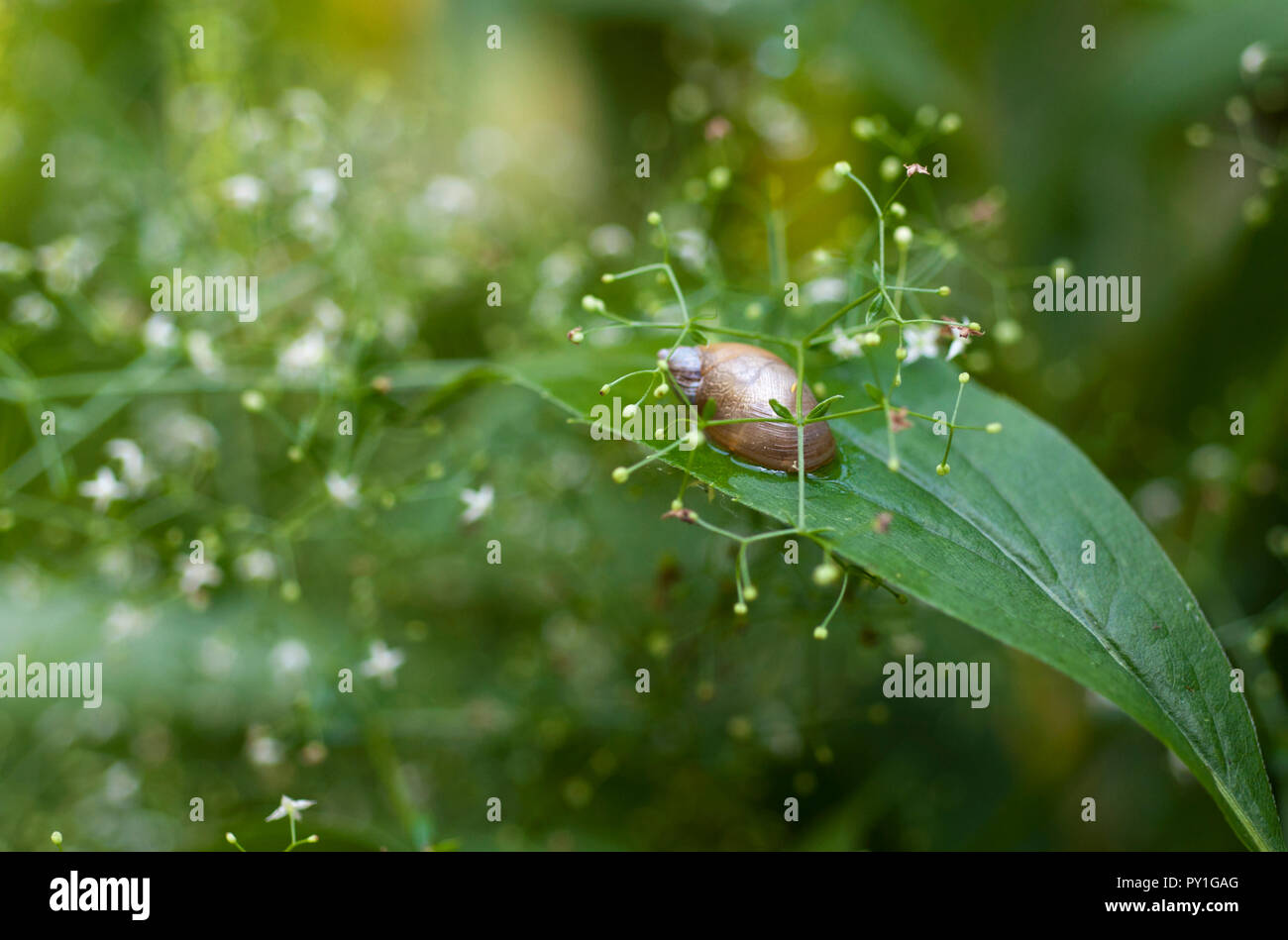 Escargot sur une feuille entourée de fleurs souffle du bébé Banque D'Images