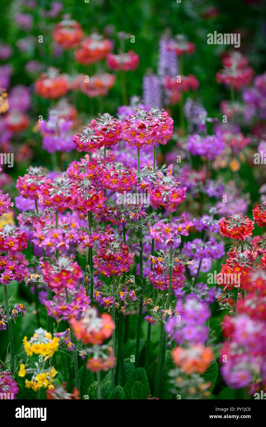 Primula japonica,,masse massé,,plantation,mixte,couleurs,jaune, violet, rose, orange, rouge,vivaces Floral RM Banque D'Images