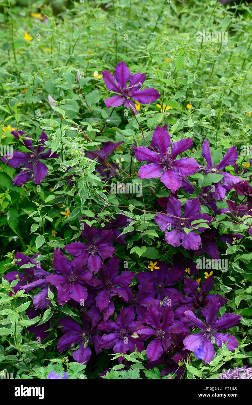 Clematis viticella etoile violette, violet, fleurs,fleurs,fleurs,grimpeur  vivaces rampantes,RM,Floral Photo Stock - Alamy