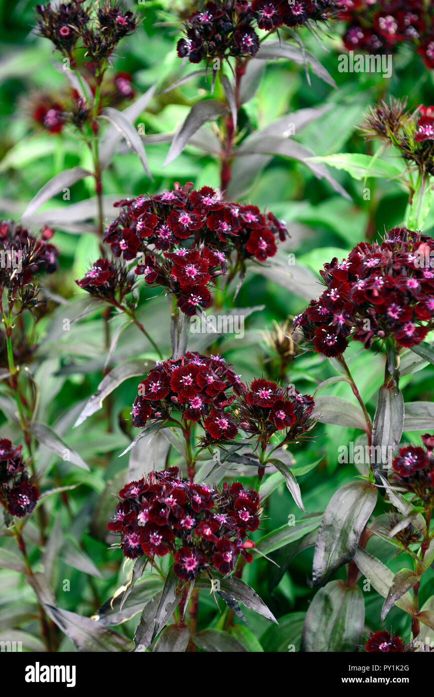 Dianthus barbatus attaque cardiaque, sweet william,noir,rouge,noir,violet,fleurs,fleurs,fleurs,oeillet,vivaces Floral RM Banque D'Images